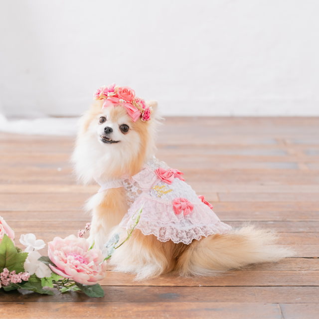 楽天市場】犬服 夏 きゃんナナ サマーレースワンピース ドレス お姫様