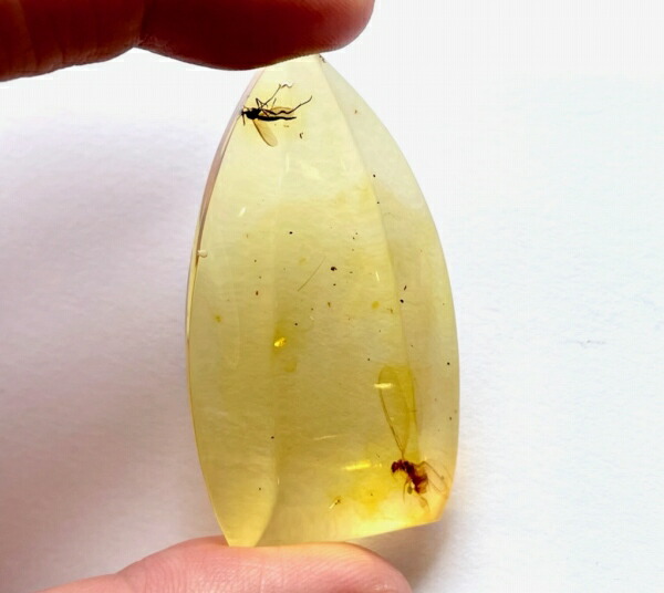 虫本琥珀 虫入りアンバー 即納 琥珀 ユニーク 天然石 宝石 化石 虫本