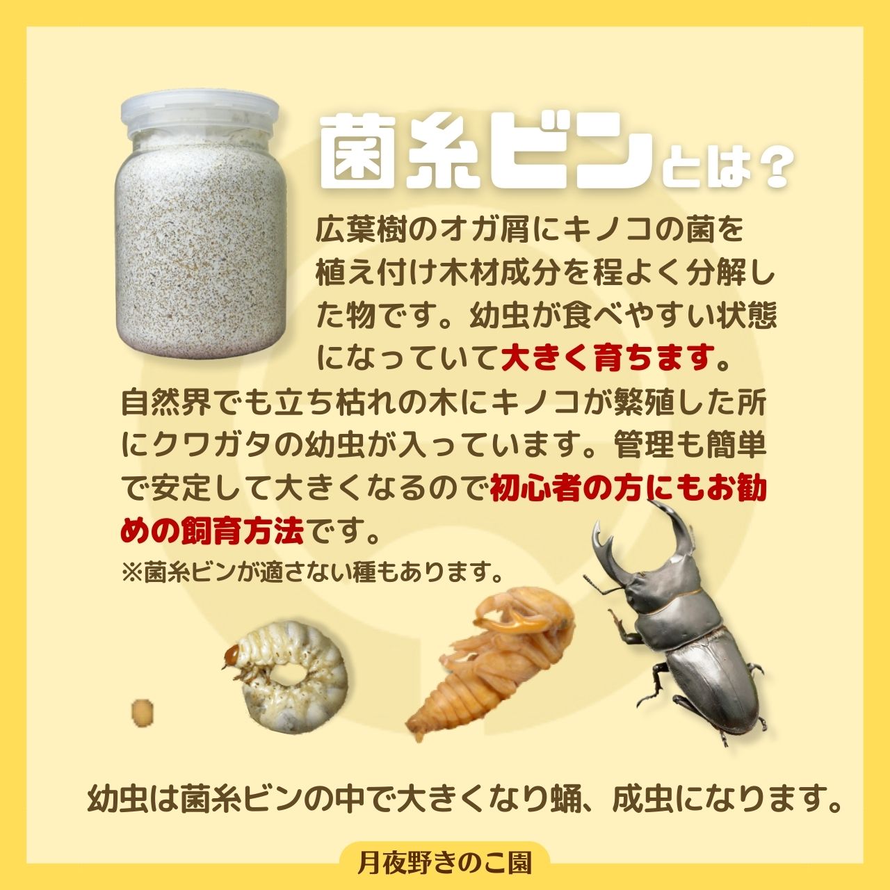 カワラ菌糸ビン1100 10本セット カワラ菌糸ビン1100 10本セット 【公式