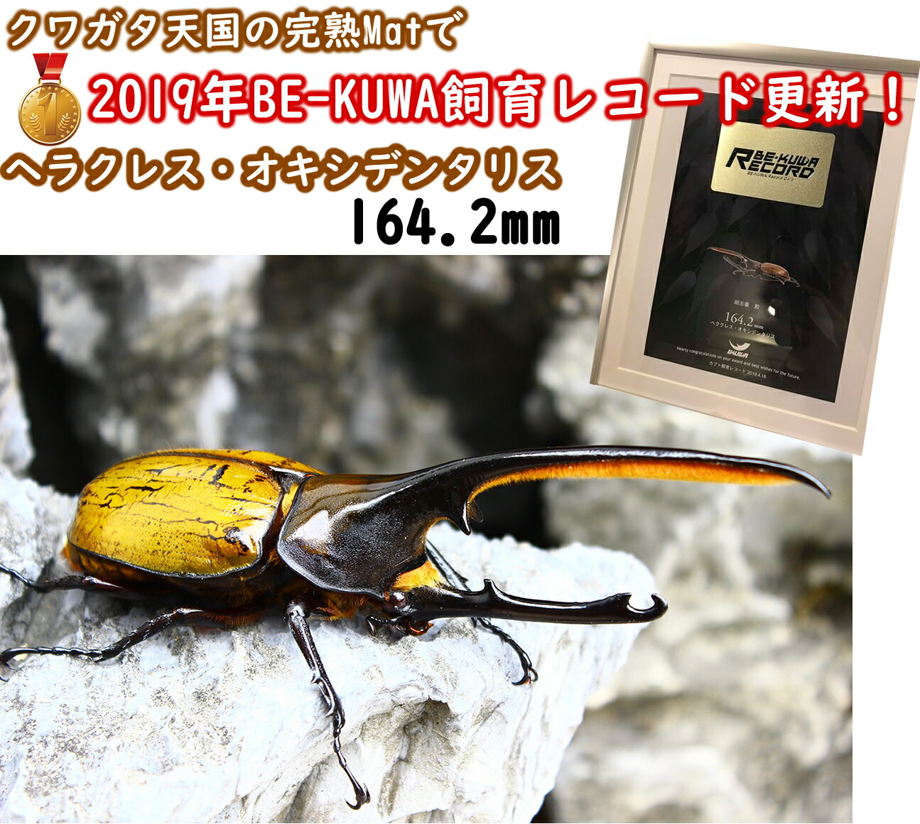カブトムシ幼虫を低価格で大きくできる！ハイコスパ完熟発酵マット