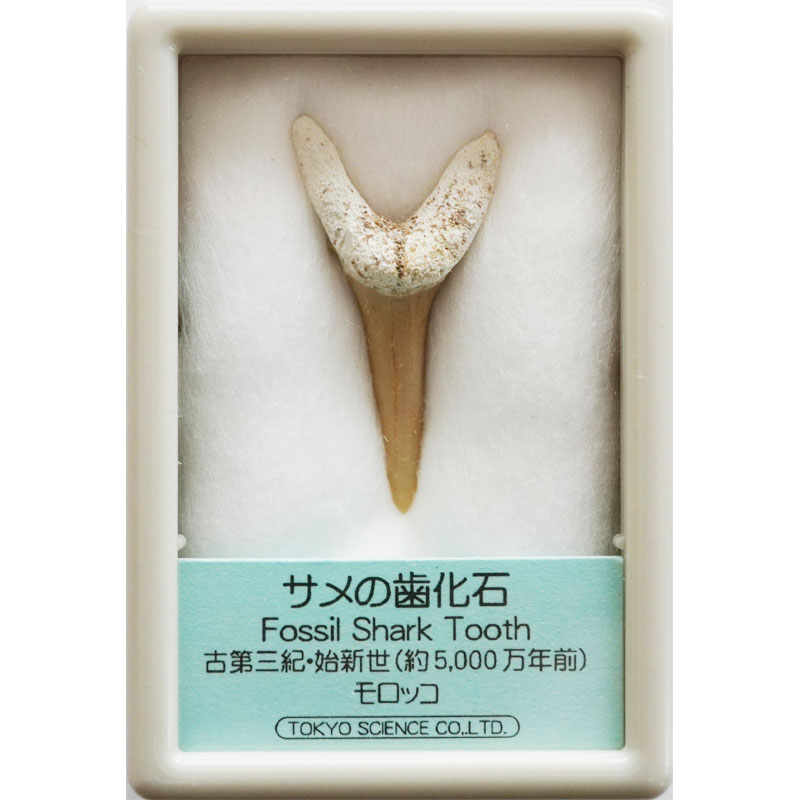 楽天市場】サメの歯化石 : キッズマーケット