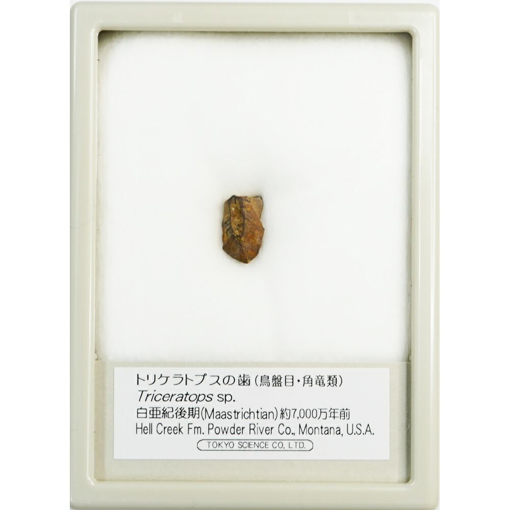 楽天市場】トリケラトプスの歯 ケース入り 東京サイエンス 化石 恐竜の