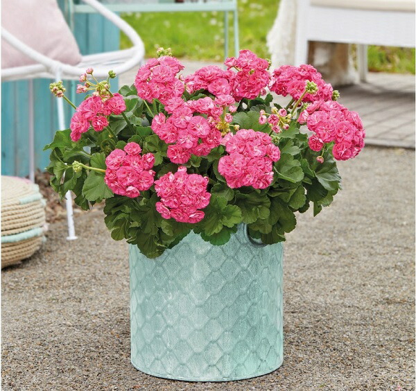 油絵 専用 ならんだゼラニウム 油絵 専用 ならんだゼラニウム