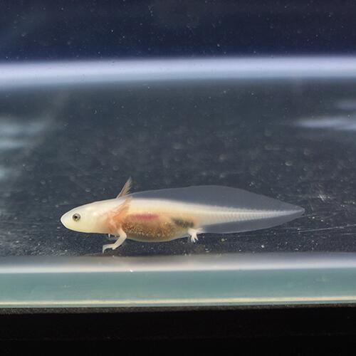 楽天市場】【金魚宝典】ウーパールーパー リューシスティック 1匹