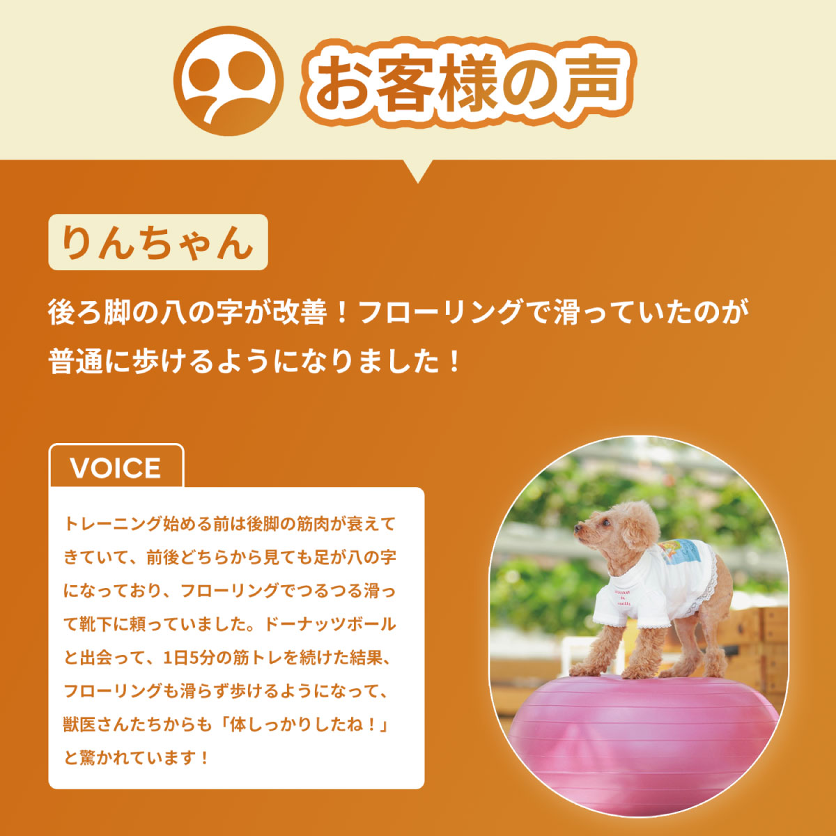 楽天市場】【ランキング1位！】犬用バランスボール アプリアドーナッツ