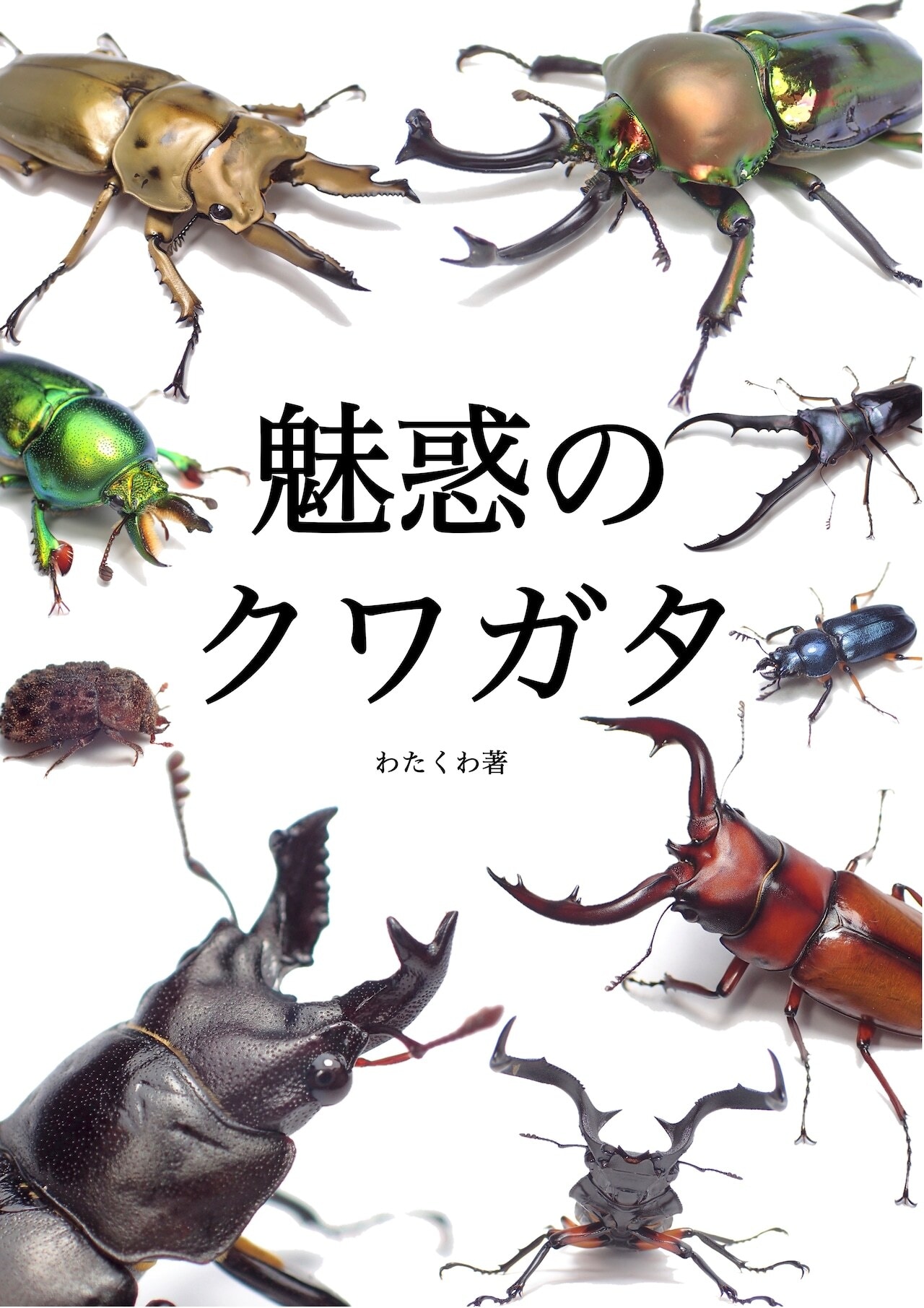 楽天市場】【送料無料】 魅惑のクワガタ（クワガタ図鑑） KPW クワガタ