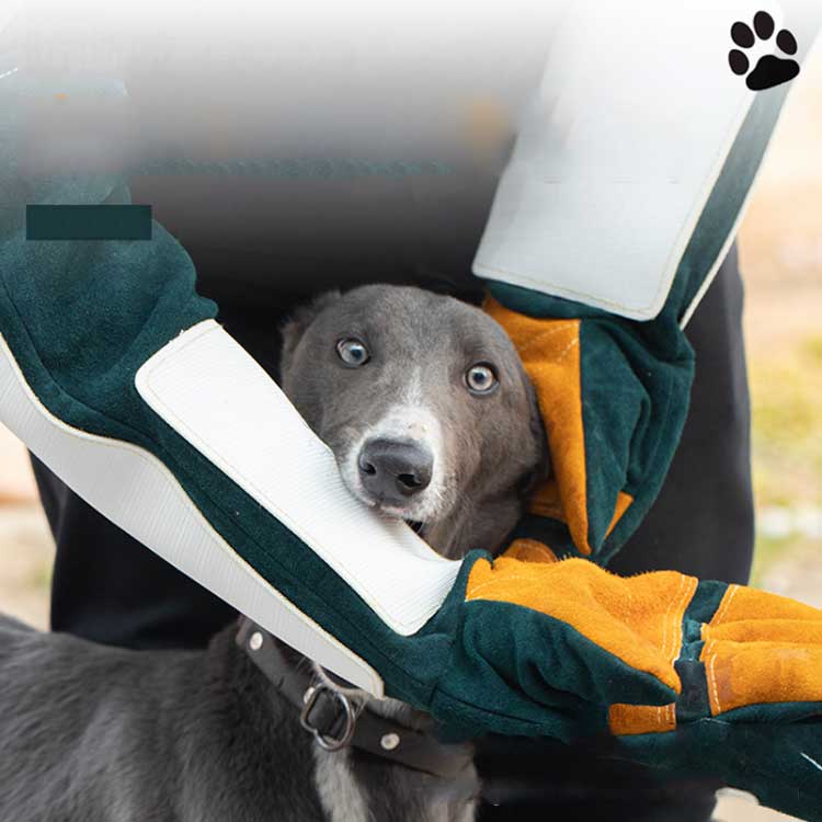 飼犬手噛 飼犬手噛