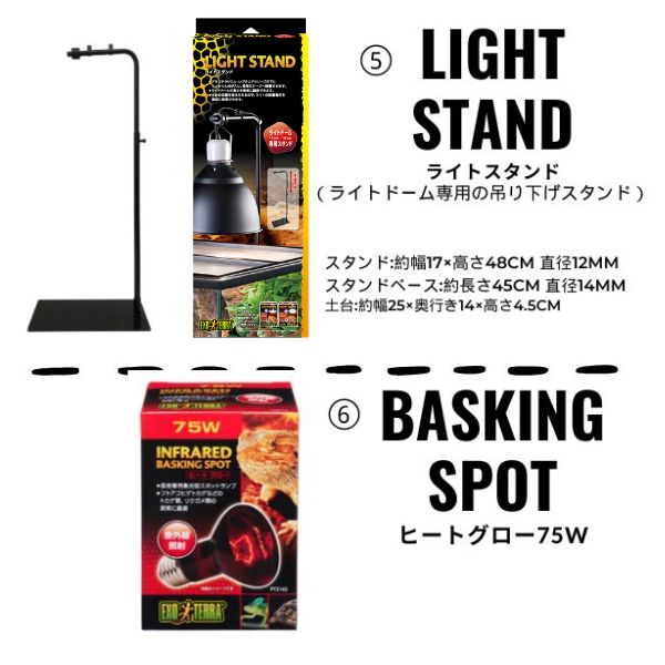 楽天市場】お買い物マラソンセール【初心者向け】フトアゴヒゲトカゲ