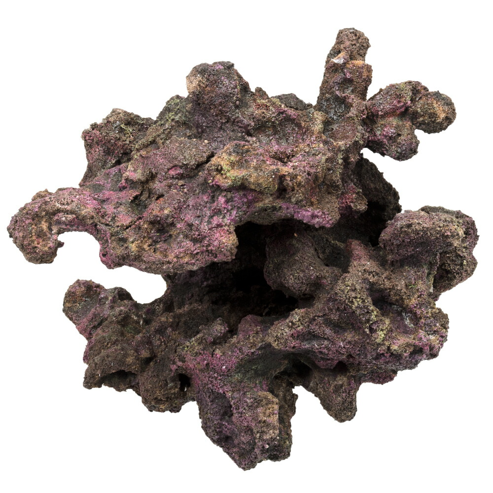 楽天市場】バクテリアがつけばもう ライブロック！ORCA ALFA OCEAN