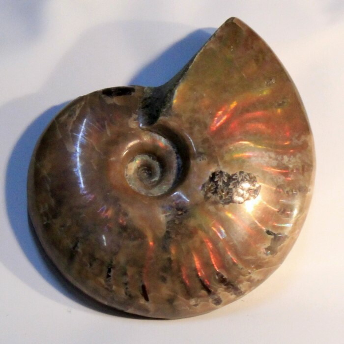 楽天市場】アンモナイト 化石｜Ammonite アンモライト レインボー