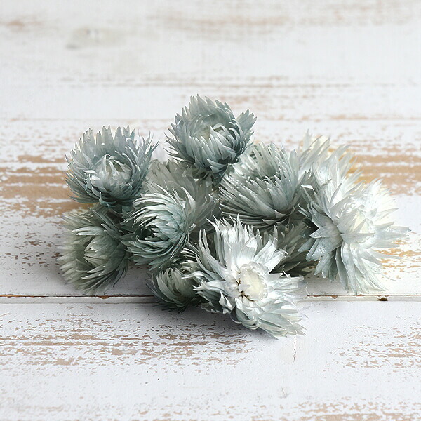 楽天市場】ドライフラワー 花材 即日出荷 シルバーデイジーヘッド