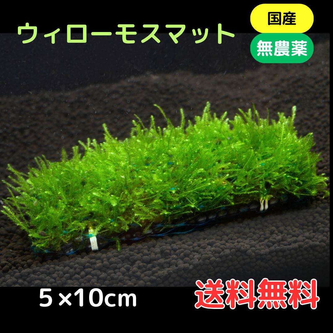 楽天市場】ウィローモスマット 育成済 1個 送料無料 国産 無農薬