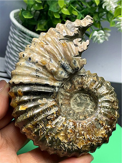オパール化したアンモナイトの化石 - Etsy 日本 逸品！ 大型重厚 108g