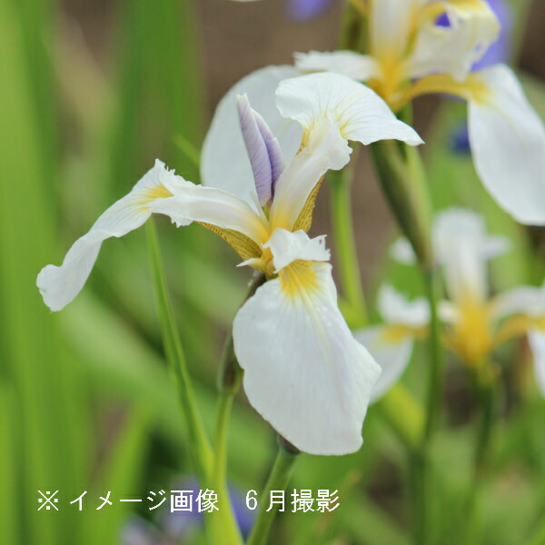 楽天市場】白花ヒオウギアヤメ 10.5cmポット苗 山野草/耐寒性多年草/檜