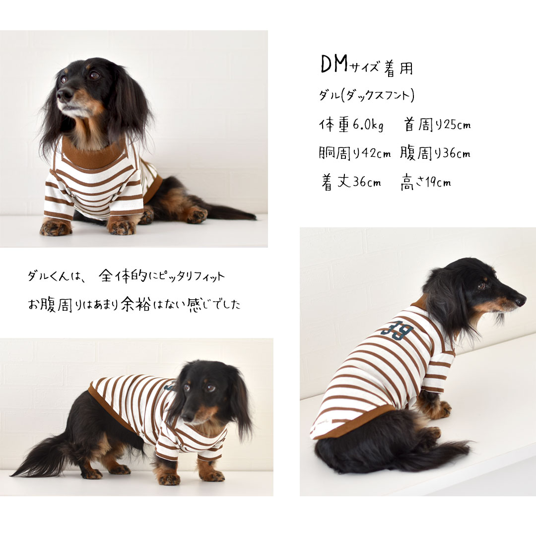 楽天市場】(在庫処分SALE商品の為返品交換不可)ボーダー ダックス