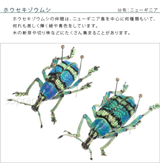 楽天市場】昆虫標本 ホウセキゾウムシ 2匹 メタリック調ライトフレーム