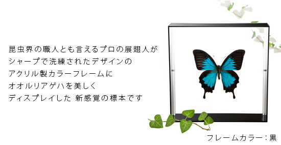 楽天市場】昆虫標本 蝶の標本 オオルリアゲハ アクリルフレーム 20cm角