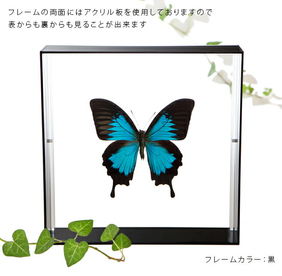 蝶の標本セット 沖縄産 1 蝶の標本セット 沖縄産 1 蝶標本 - 海福雑貨