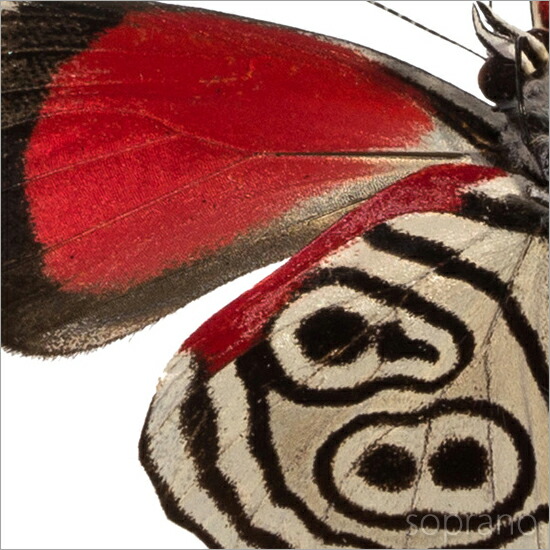 楽天市場】昆虫標本 蝶の標本 ウラモジタテハ 2頭 アクリルフレーム