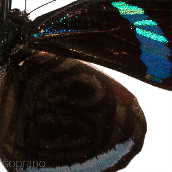 楽天市場】昆虫標本 蝶の標本 ウラモジタテハ 2頭 アクリルフレーム