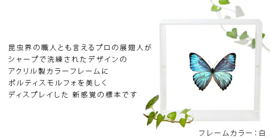 楽天市場】昆虫標本 蝶の標本 ポルティスモルフォ アクリルフレーム