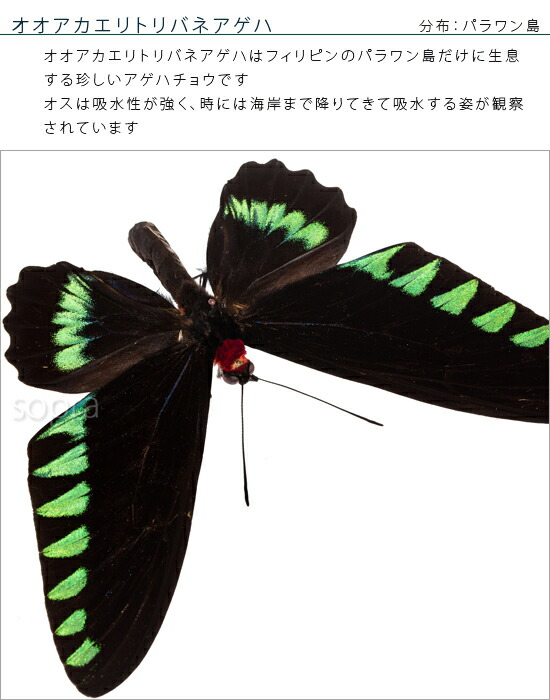 楽天市場】昆虫標本 蝶の標本 オオアカエリトリバネアゲハ アクリル