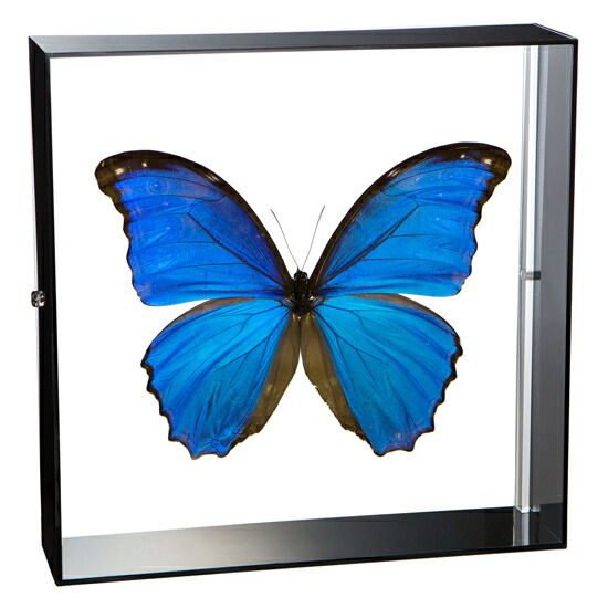 蝶の標本 17頭ガラスケース入り