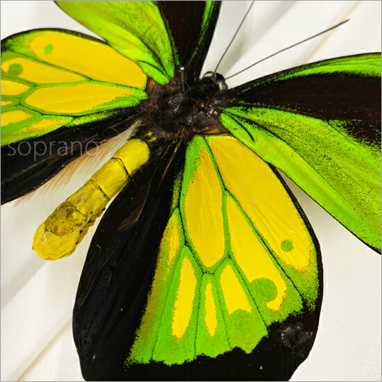 楽天市場】昆虫標本 蝶の標本 ゴライアストリバネアゲハ メタリック調