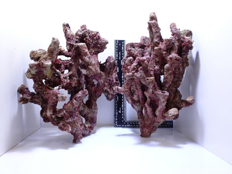 楽天市場】ライブロック 5kgの通販