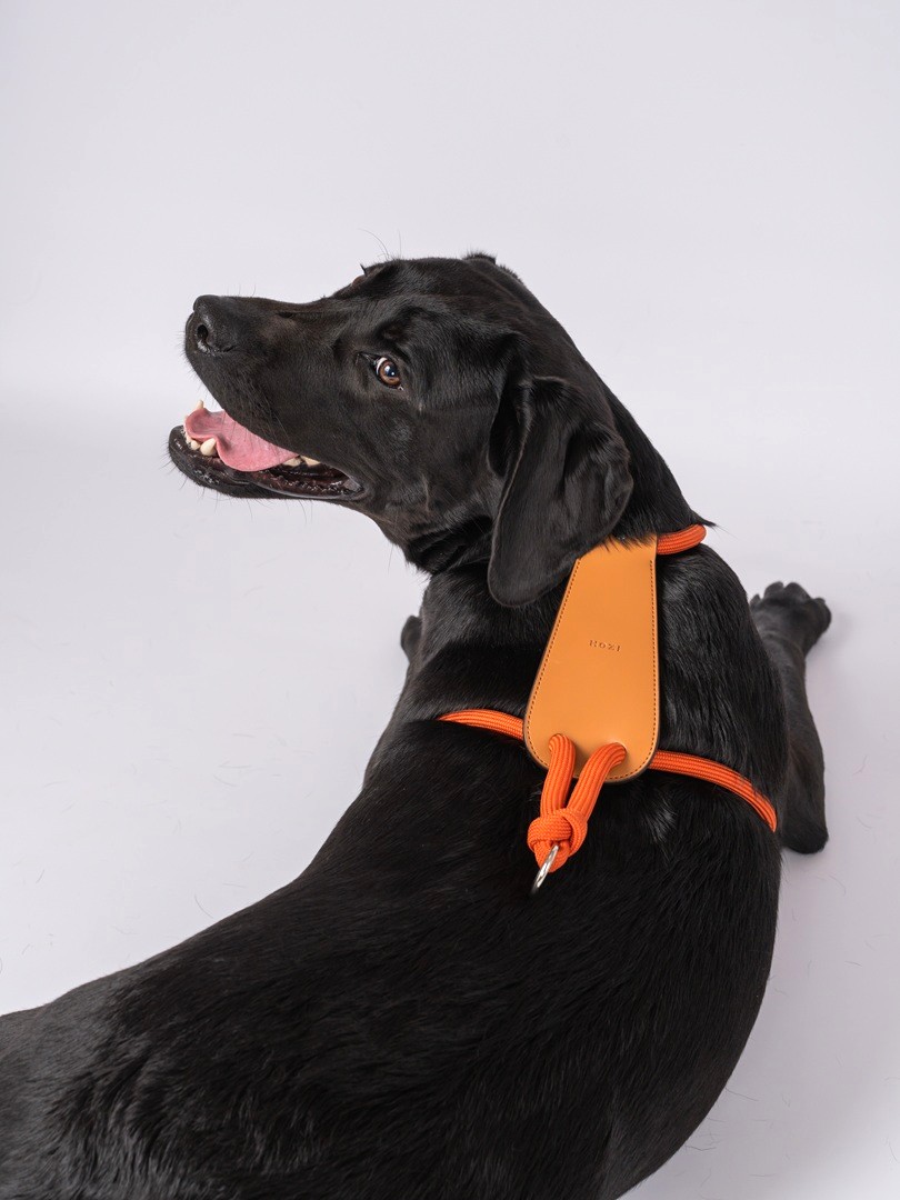 楽天市場】エッセンシャルハーネス 【HOZI】 ドッグハーネス 全犬種 犬
