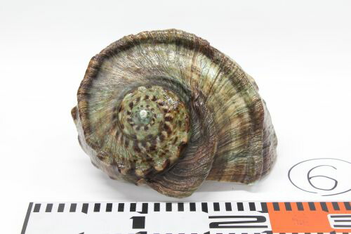 楽天市場】SAKS 天然夜光貝 インテリア : Saks WebShop