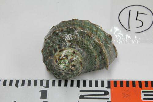 夜光貝 まとめ5個セット 美品 12-14cm 置物 色合いが美しい 夜光貝