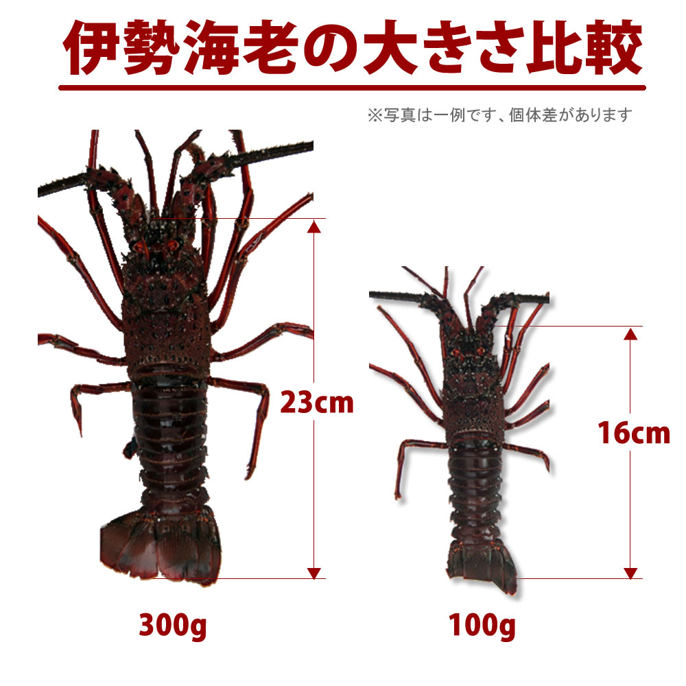 楽天市場】活伊勢海老（3尾で500g分）生きたままお届け 伊勢海老 訳