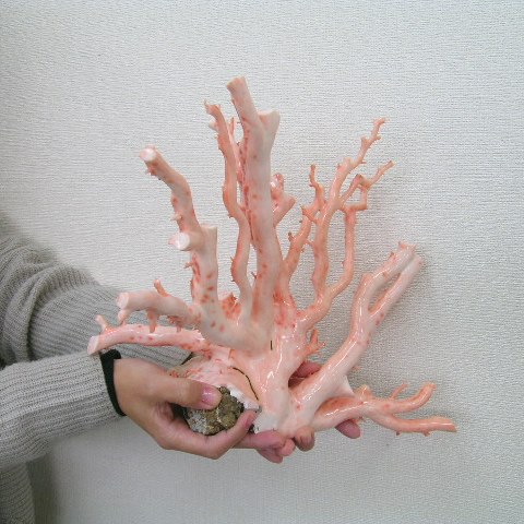 楽天市場】ピンク珊瑚 拝見 置物 原木 宝石サンゴ 珊瑚婚 還暦 誕生日