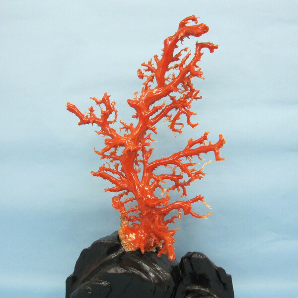 送料無料・蔵出し品】珊瑚 珊瑚礁 赤珊瑚 台座付 飾り 詳細不明 写真
