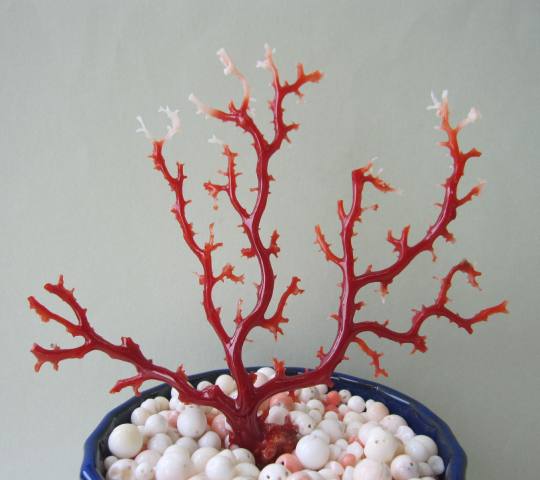 天然血赤珊瑚原木 貴重 本物保証 置物 宝石 珊瑚 最高 楽天市場】日本