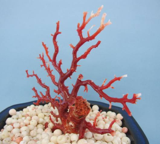 楽天市場】日本・高知沖産血赤珊瑚の拝見 原木 置き物（艶出し加工済み