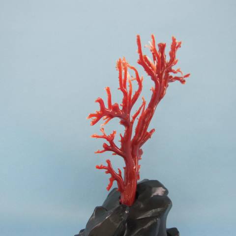 楽天市場】日本 高知沖産血赤珊瑚の拝見 原木 置物 艶出し加工済み