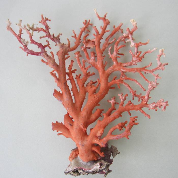 珊瑚彫刻 置物 本珊瑚 赤珊瑚 桃珊瑚 七福神 恵比寿様 宝石珊瑚 重さ