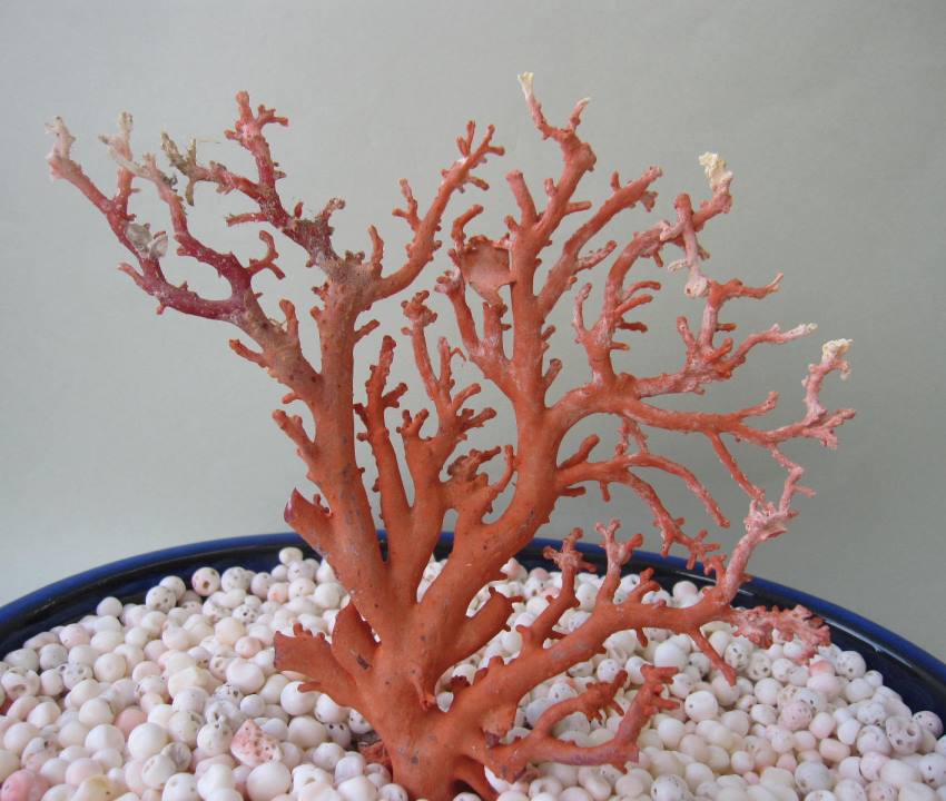 珊瑚彫刻 本珊瑚 宝石珊瑚 珊瑚置物 コ－ラル 牛引き御所車 珊瑚置物