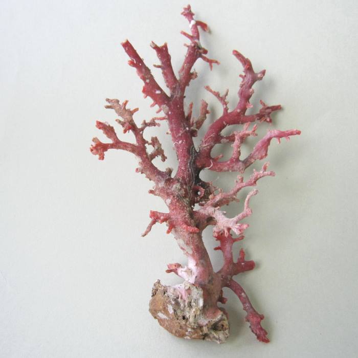 楽天市場】日本・高知沖産赤珊瑚の原木 素材 枝 パーツ 置物 『宝石