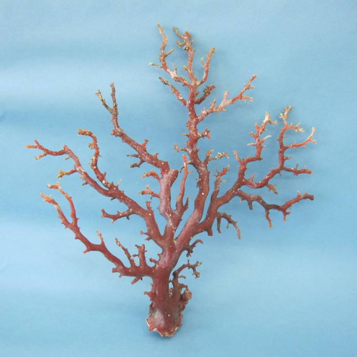 珊瑚原木 楽天市場】日本 高知産血赤珊瑚 原木 拝見 置物 素材 枝 パーツ