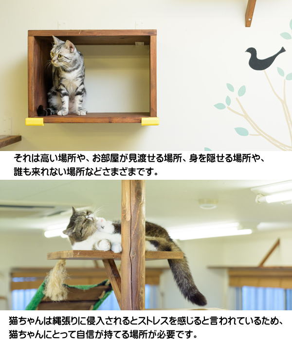 楽天市場】タカラ産業 キャットステップ（Cat Steps）窓用 PE4022 1枚