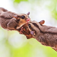 楽天市場】モモンガフード ジクラ アギト フクロモモンガ フード 1000g