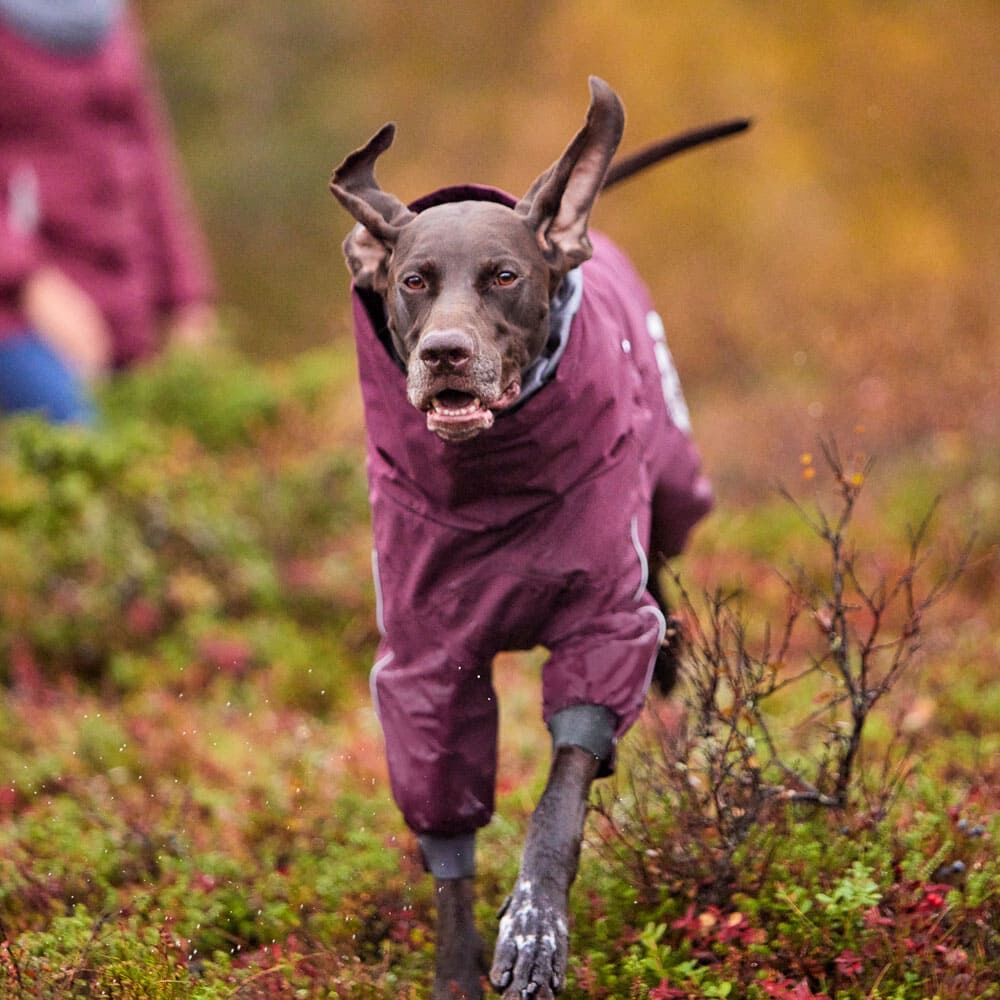 楽天市場】＼10日9:59マデ☆ポイント10倍／フィンランドのドッグ