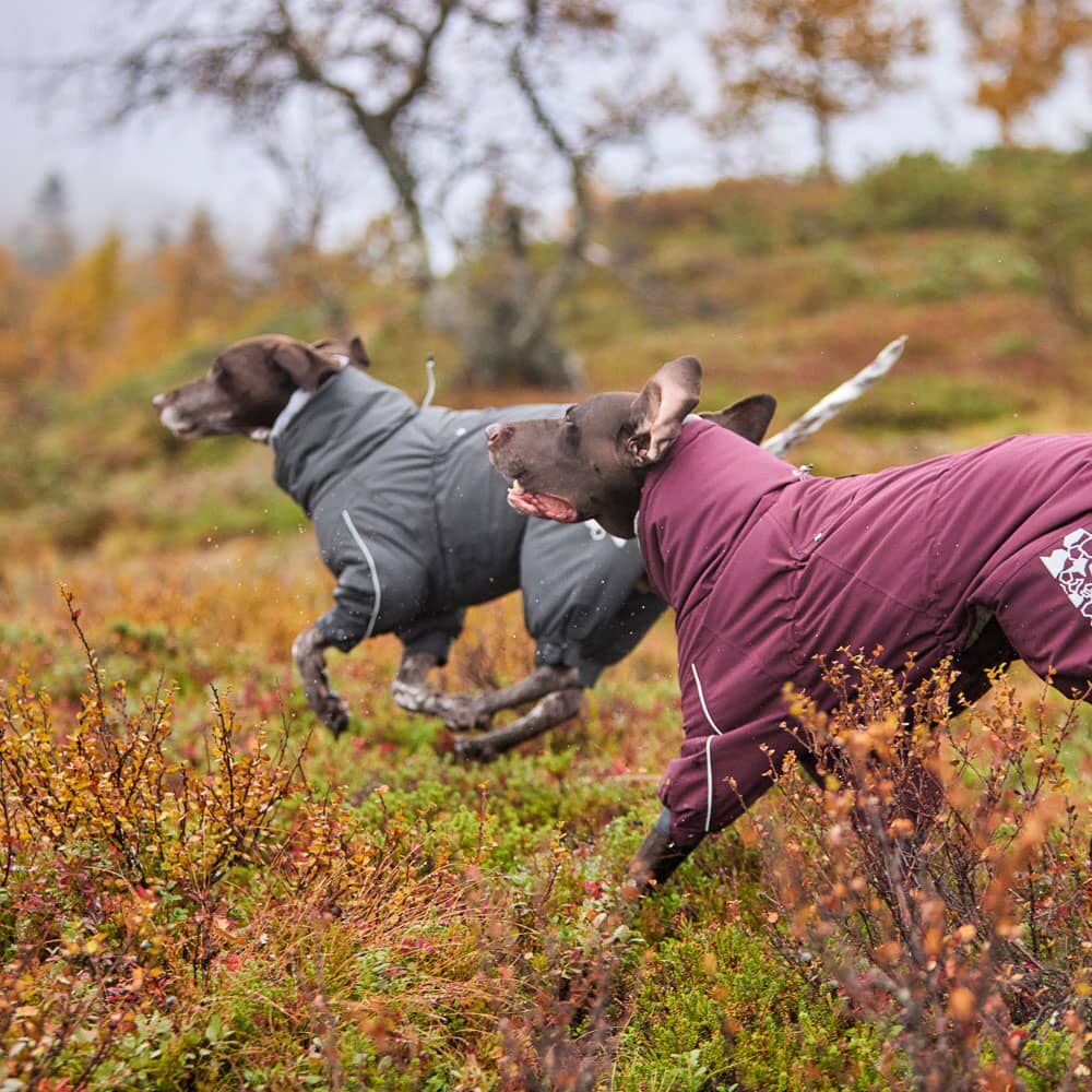 楽天市場】＼10日9:59マデ☆ポイント10倍／フィンランドのドッグ