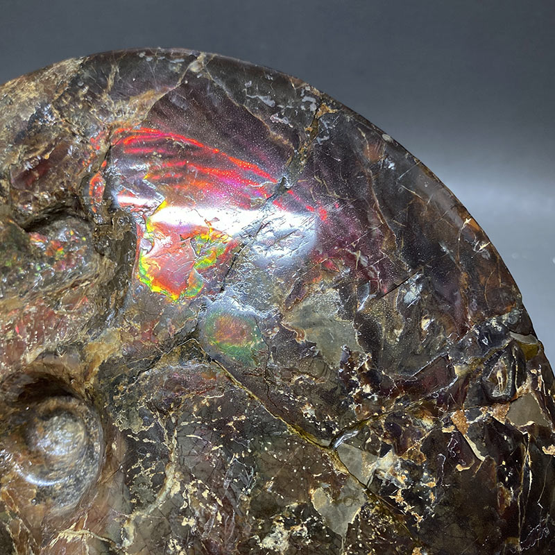 楽天市場】アンモライト アンモナイト化石 カナダアルバータ州