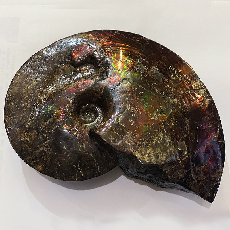 楽天市場】アンモライト アンモナイト化石 カナダアルバータ州