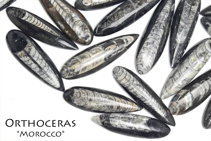 オルソセラス化石複数 片面磨き