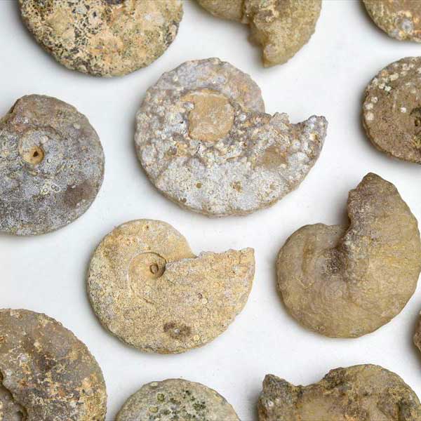 楽天市場】アンモナイト 化石 原石 方解石化 【モロッコ産】種類お任せ